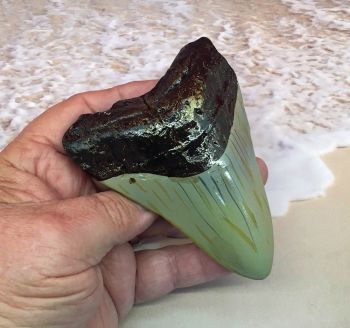 Otodus Megalodon Shark Tooth, 4.5 inch REPLICA 