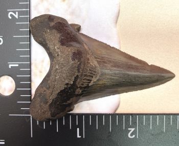 Authentic Fossil Shark Tooth Carcharocles auriculatus