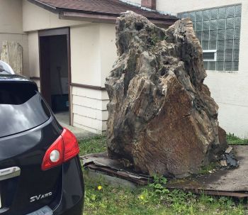 Giant Fossil Petrified Wood Tree Trunk