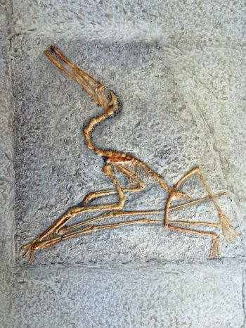 Ctenochasma elegans, a pterosaur