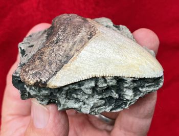 Juvenile Megalodon (Otodus megalodon) tooth 2 5/8 Inches