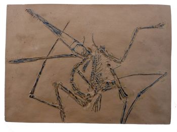 Pterodactylus antiquus, 1st described pterosaur #2