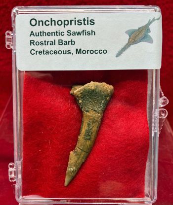 Authentic Onchopristis Sawfish Barb in Acrylic Display Case