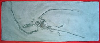 Campylognathoides liasicus, Pittsburgh Specimen pterosaur #10