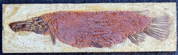 Lepisosteus (Garfish Skeleton) Green River  Formation