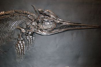 Ichthyosaur, marine reptile skeleton