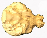 Ursus americanus, black bear brain endocast