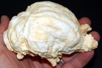 Paramylodon harlani sloth brain endocast