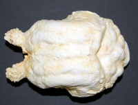 Paramylodon harlani sloth brain endocast