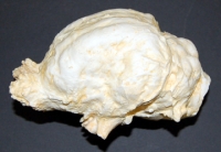 Paramylodon harlani sloth brain endocast