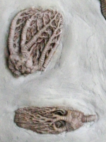 Crinoid Composit Mortality Plate, 7 Species