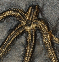 Urastrerella asperula, brittle star