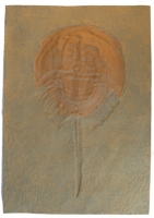 Mesolimulus walchi, Horseshoe Crab, large