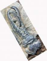 Jimbacrinus bostocki (crinoid)