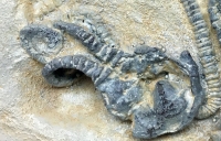 Jimbacrinus bostocki (crinoid)