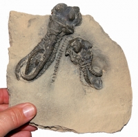 Jimbacrinus bostocki (crinoid)