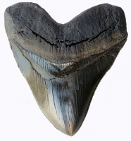 5.5 Inch Otodus Megalodon Shark Tooth Replica