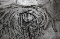 Acanthocrinus rex, crinoid