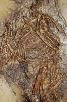 Confuciusornis sanctus, fossil bird from China