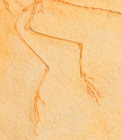 Archaeopteryx lithographicia, Eichstatt Specimen B side