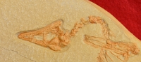 Archaeopteryx lithographicia, Eichstatt Specimen A side