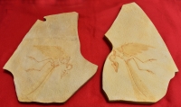 Archaeopteryx lithographicia, Eichstatt Specimen A side