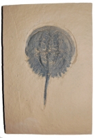 Mesolimulus walchi, Horseshoe Crab, medium