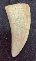 2 3/8 inch Tyrannosaurus rex Tooth