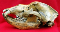 Ursus spelaeus, Cave Bear Skull & Lower Jaws