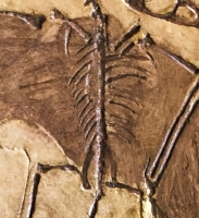 Rhamphorhynchus gemmingi, skeleton #1