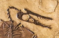 Rhamphorhynchus gemmingi, skeleton #1