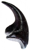 Allosaurus fragilis, claw of hand