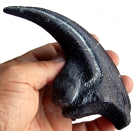 Allosaurus fragilis, claw of hand