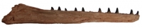 Mosasaur Jaw