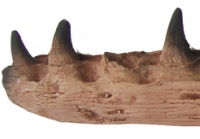 Mosasaur Jaw