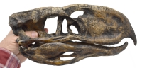 Phororhacos inflatus, giant terror bird skull replica