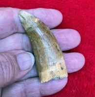 Authentic Carcharodontosaurus tooth in Acrylic Display Case 