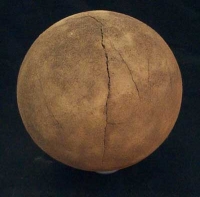 Saltasaurus Sauropod Dinosaur Egg