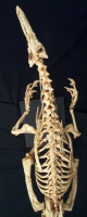 Velociraptor mongoliensis, skeleton