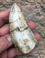 Caracharodontosaurus saharicus, tooth with serrations