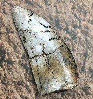 Caracharodontosaurus saharicus, tooth with serrations