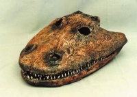 Eryops megacephalus, skull, Permian