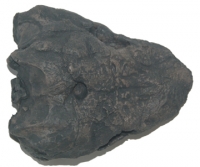 Diadectes, reptile-like tetrapod Skull