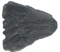 Diadectes, reptile-like tetrapod Skull