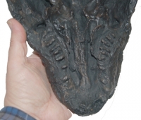 Diadectes, reptile-like tetrapod Skull