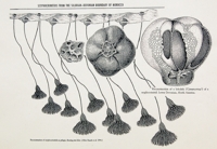 Lobolith, Crinoid Bulb Float, holdfast