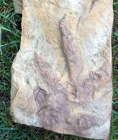 Theropod (dinosaur) Bird Track, positive