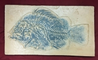 Priscacara, Green River Fossil Fish