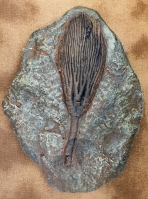 Crinoid Calyx (head)