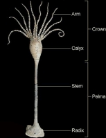 Crinoid Calyx (head)